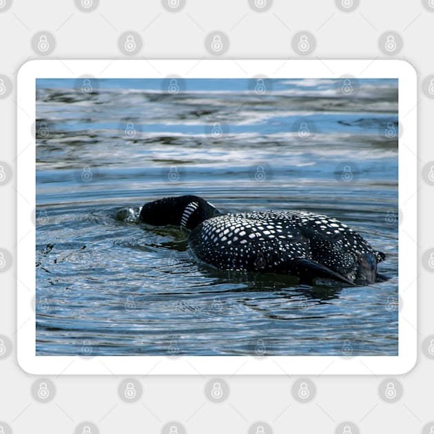 Loon blowing bubbles Sticker by CanadianWild418